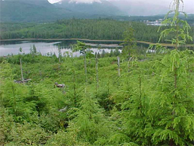 SouthEast Alaska, Wadleigh Island